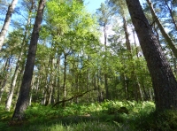 Osgar Wood - SOLD