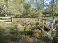 Paragon Wood