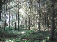 Penmuir Wood