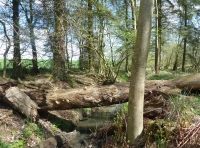 Pleachers Wood