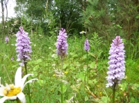 Quarry Den Wood
