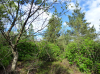 Radachan Wood - SOLD