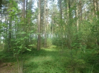 Richmond Wood