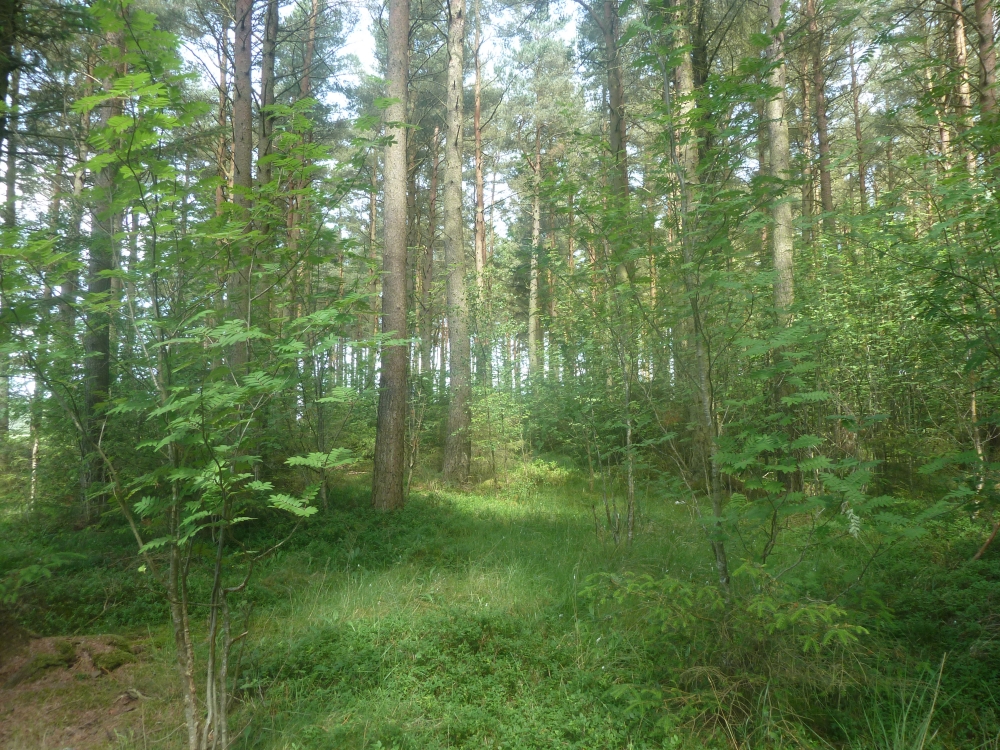open woodland