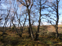 Shellach Wood - SOLD