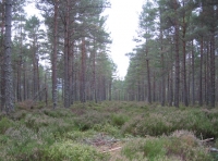 Stuirt Wood - SOLD