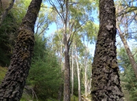 Talorcan Wood - SOLD