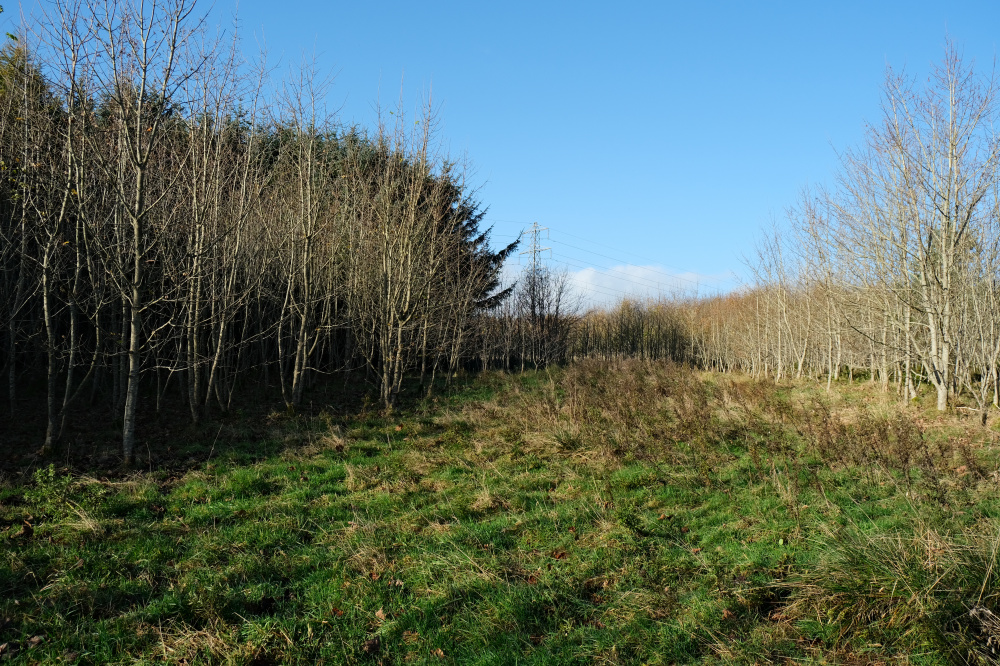 Clearing within the wood