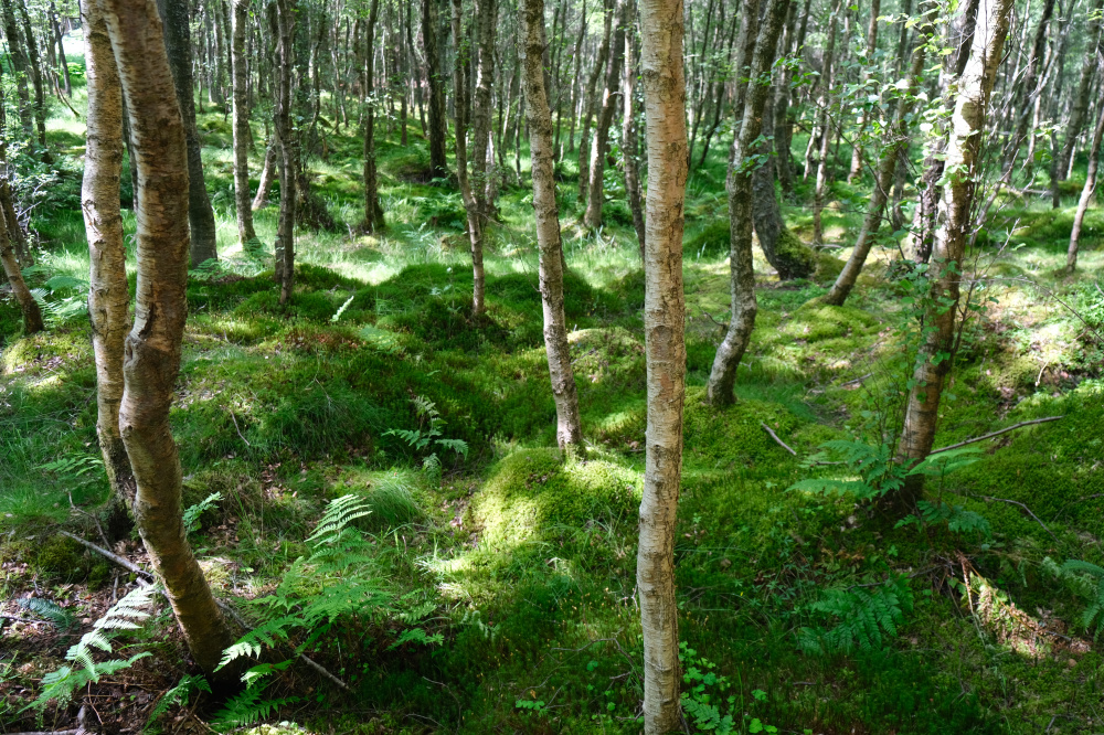 Birch amongst moss