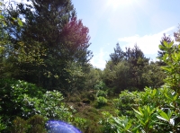 Torradan Wood