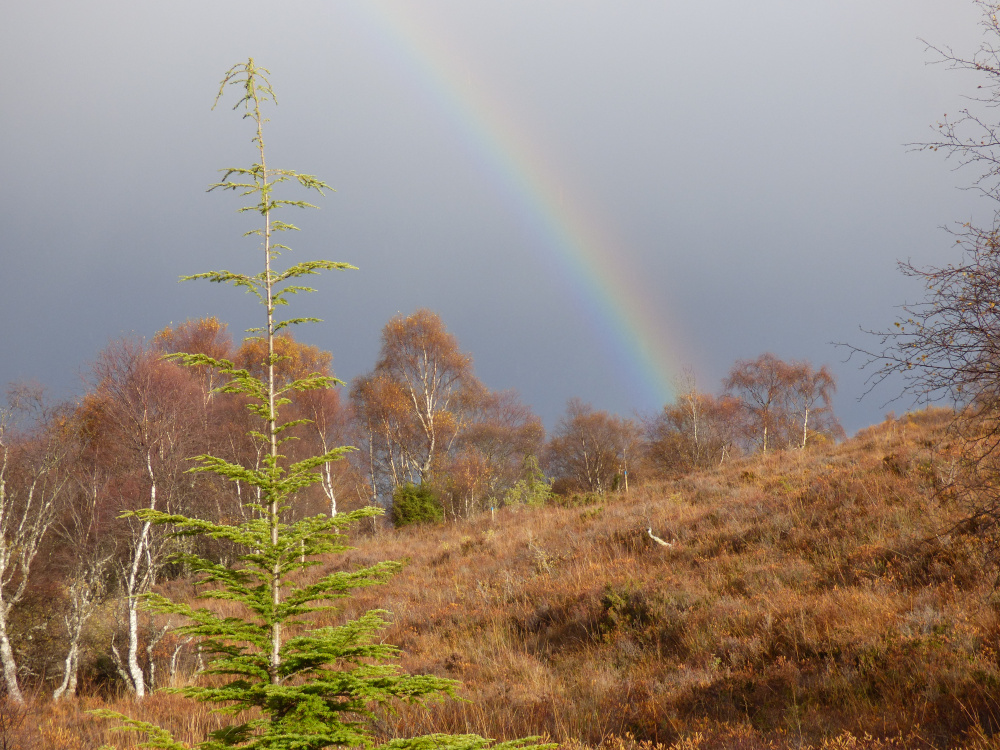 Rainbow