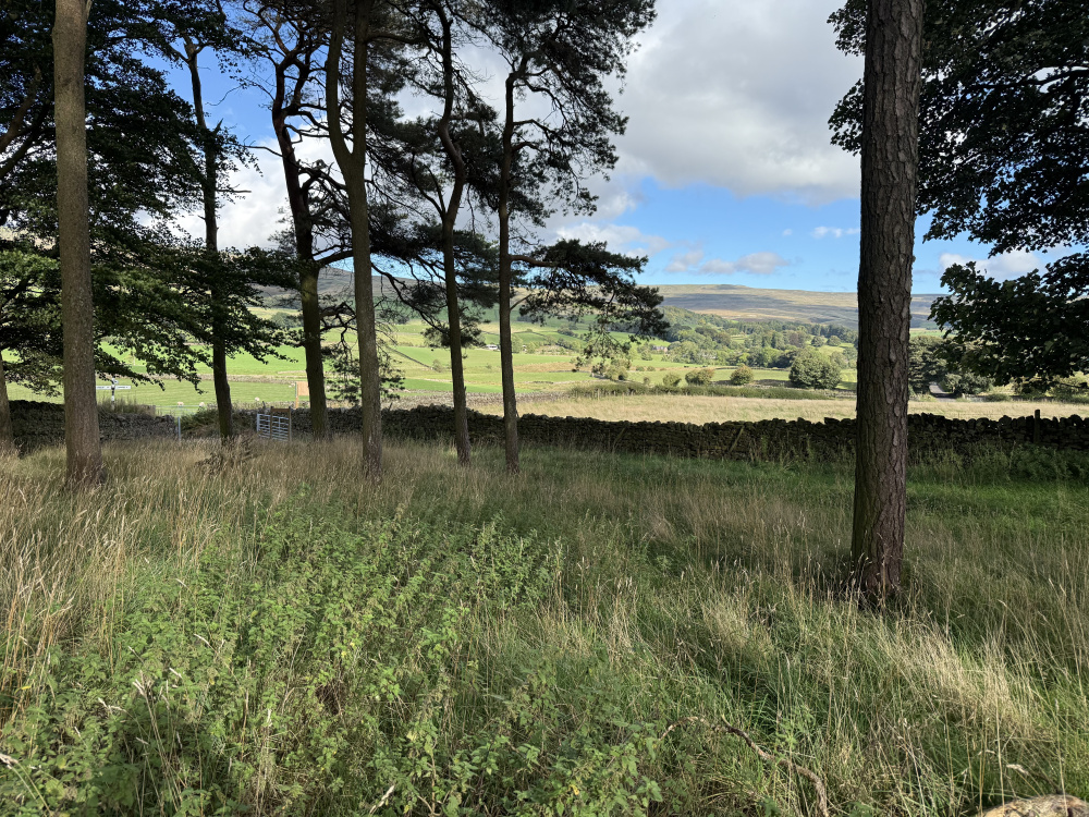 Looking east from the shade of the woodland