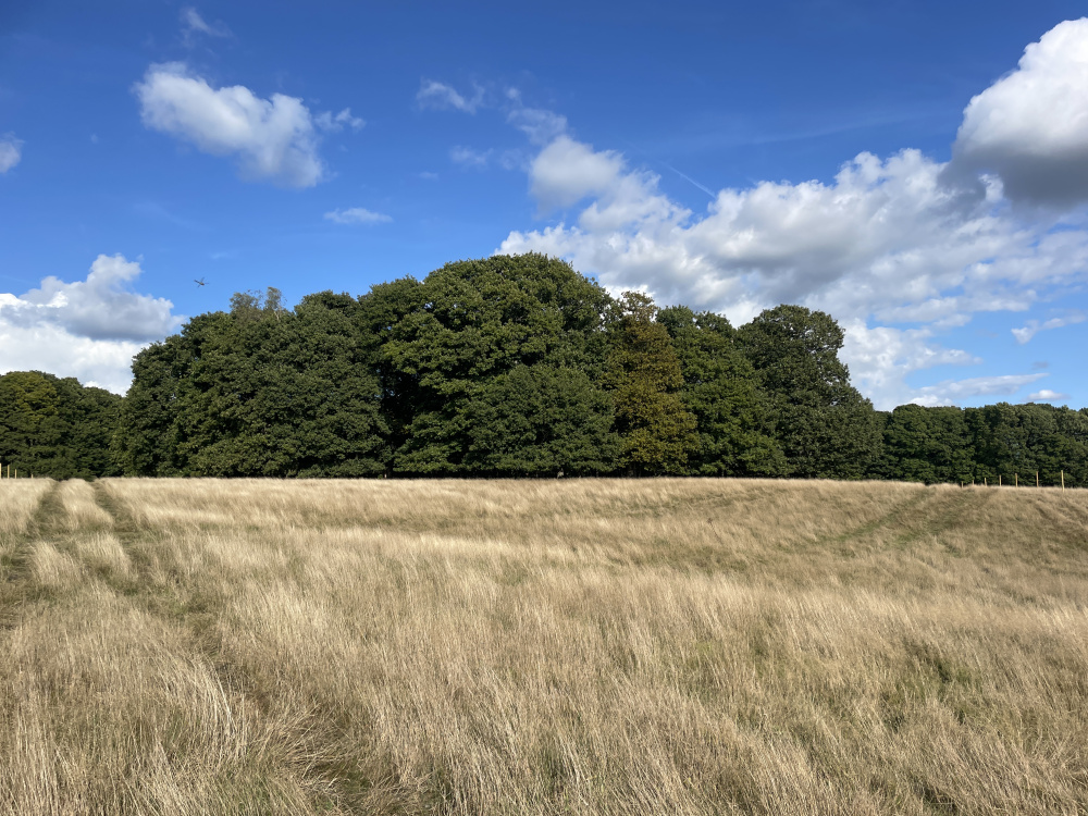 The beautiful Oak roundel occupies the heart of the meadow