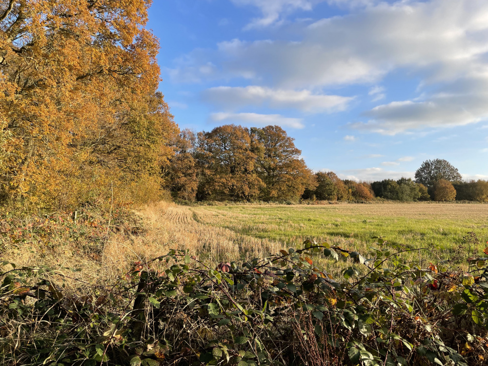 Autumnal colours adorn Marble Meadow
