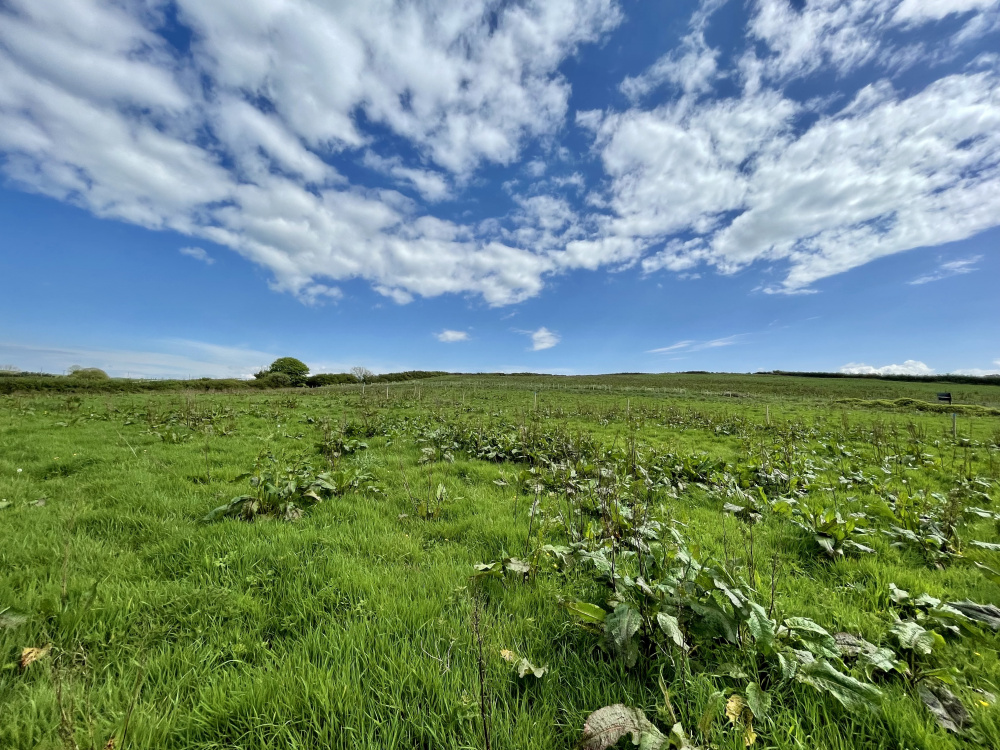 Flask Meadow is a contained parcel of land in a wonderful coastal location