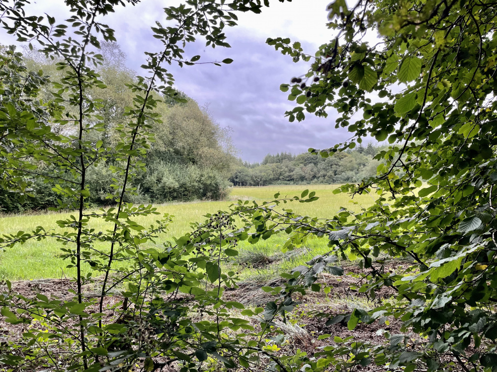 The edge of the woodland
