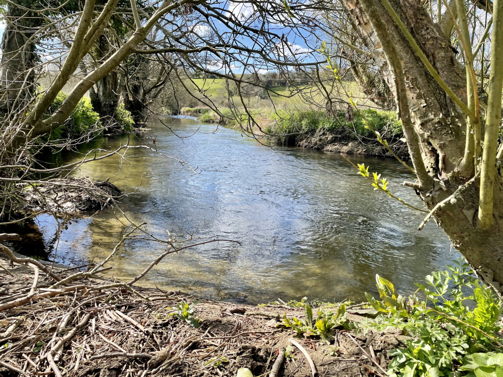 Looking out at the River Frome from the banks