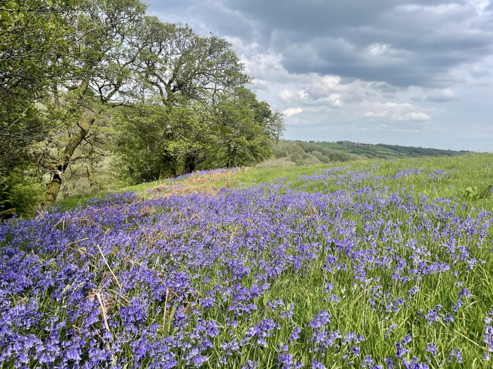 The meadow occupies a peaceful corner of Herefordshire