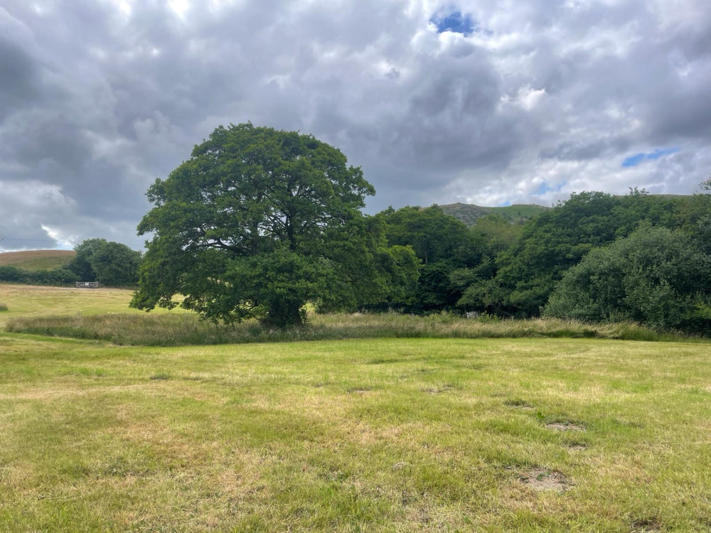 Looking west towards the old oak tree and access gate in the distance