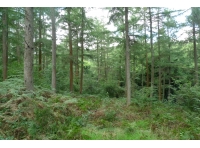 Restwold Wood - SOLD