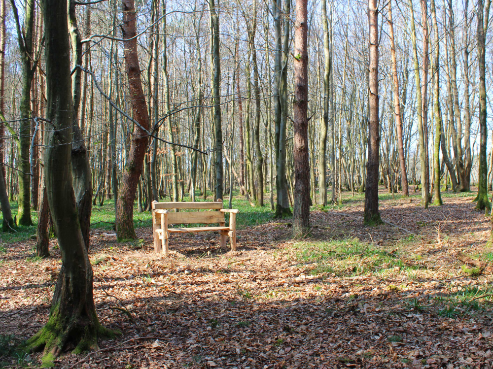 A bench in a clearing amongst oak, hornbeam and Scots pine