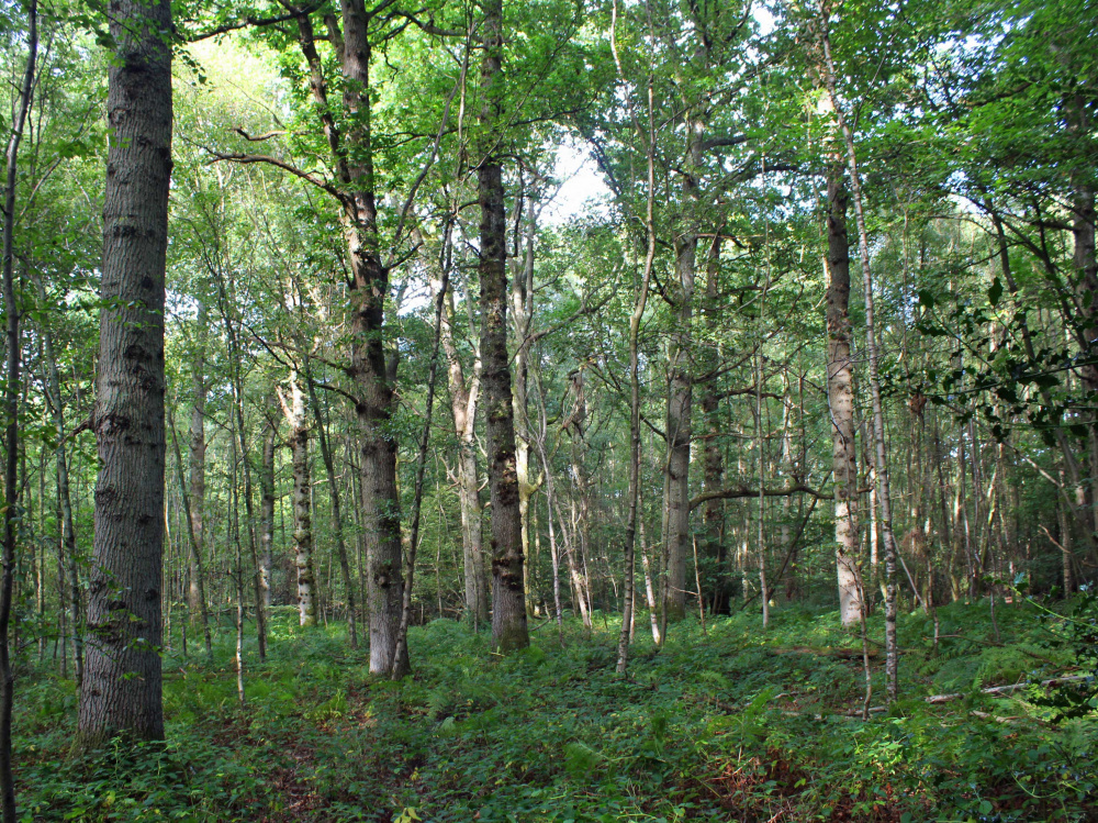 Many mature oaks feature throughout App's Wood