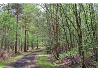 Arrowsmith Wood