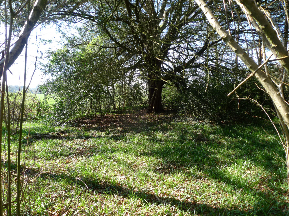 The yew with its spreading branches