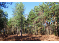 Axle Wood
