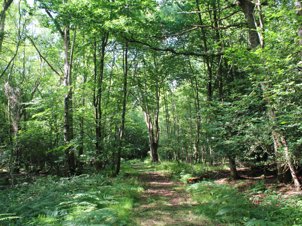 Private walk track inside the wood