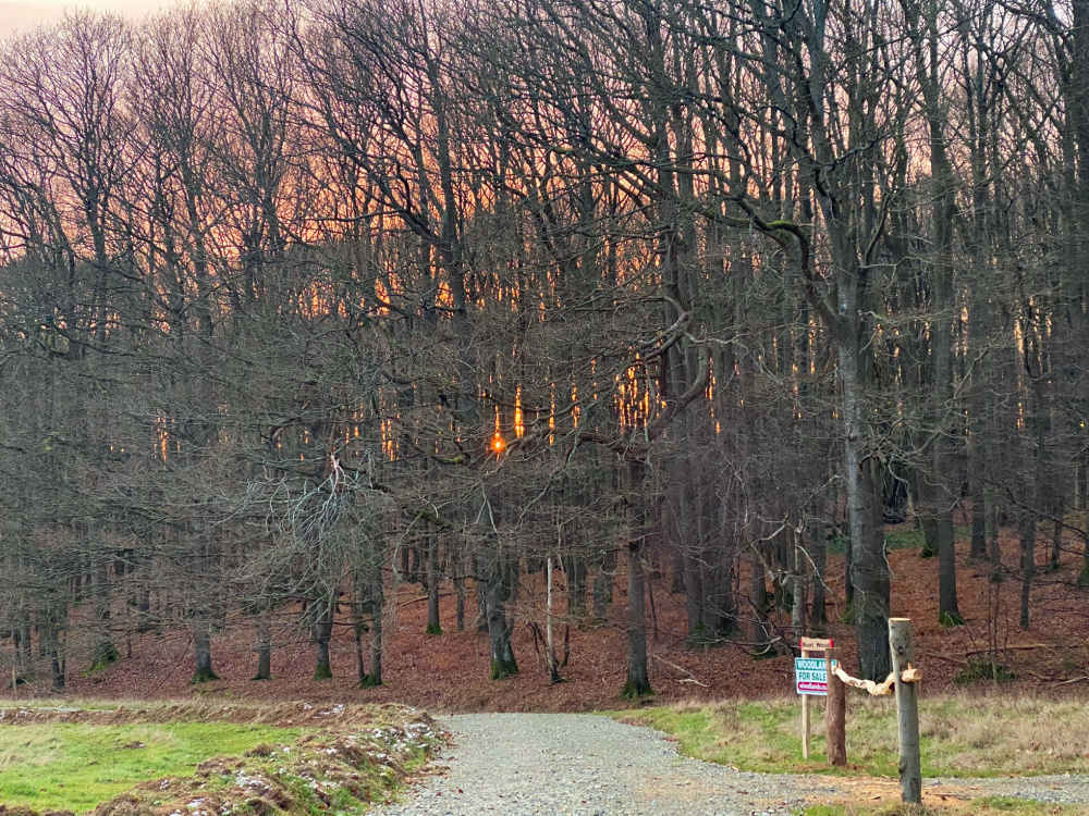 Winter sunset through Boat Wood