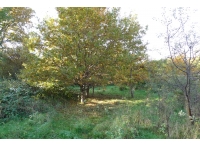 Bridle Wood And Meadow