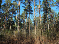 Cable Wood - SOLD