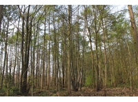 Cabot Wood - SOLD