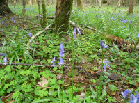 Calves Lodge Wood - SOLD