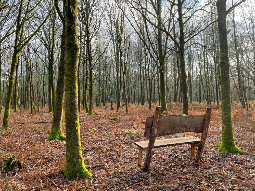 The bench in a private sunny clearing