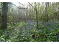 Chowning Bank Wood - SOLD
