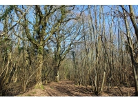 Clerk Wood