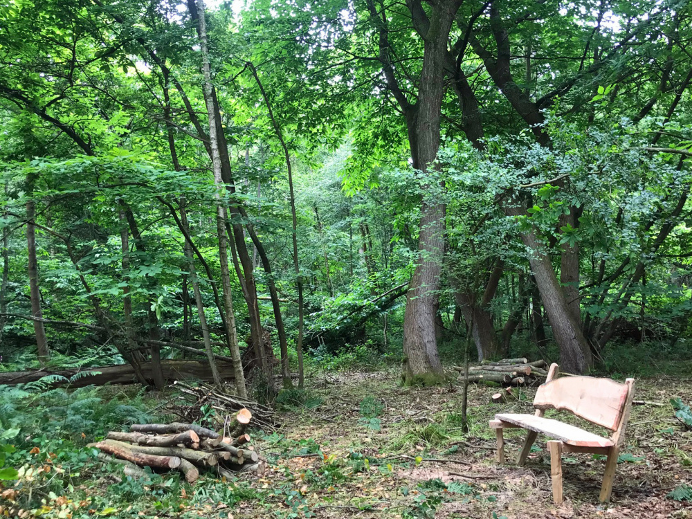 The rustic bench in Clip Wood