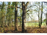 Cook Wood - SOLD