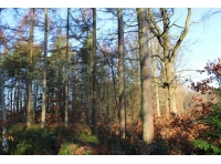 Cortes Wood - SOLD