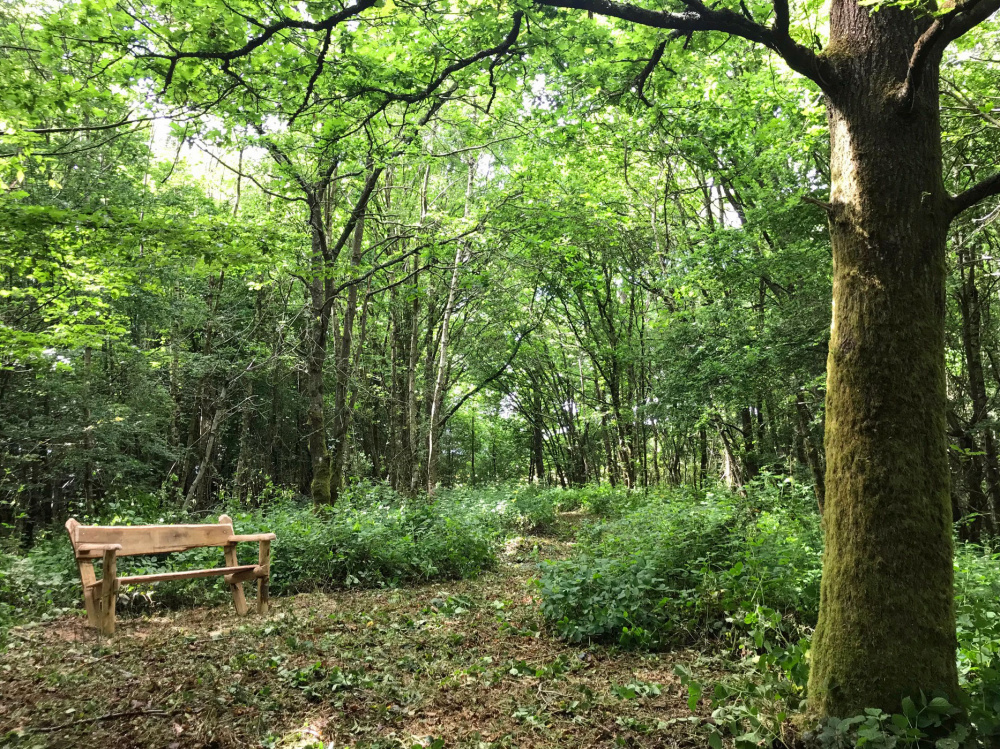 The rustic bench in Crackel Wood