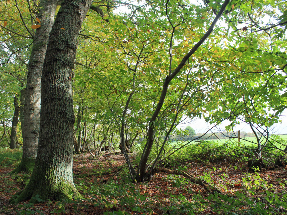 Oaks and chestnut by the field boundary