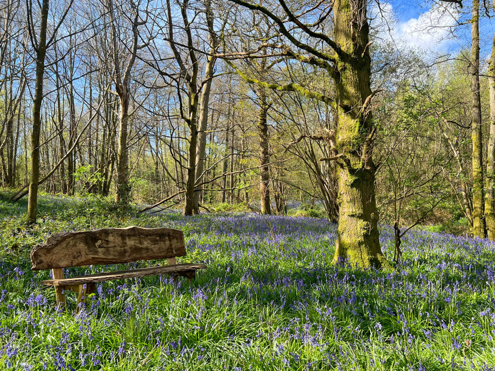 Rustic bench in a private clearing amongst the bluebells