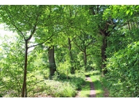 Drake Wood