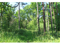 East Pullens Wood - SOLD