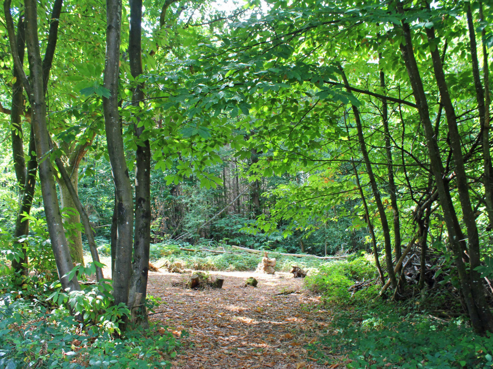 A sunny clearing on the east side of the wood