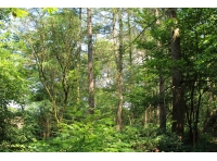 Frobisher Wood - SOLD
