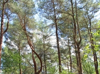 Funnel Wood - SOLD