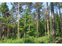 Hatch Wood - SOLD